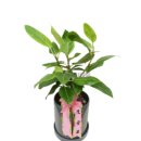 식물로부터 이미지