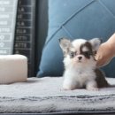 이즈펫 강아지분양 고양이분양 본점 | 안양강아지분양 이즈펫 강아지 고양이 본점에서 분양 진행해보세요