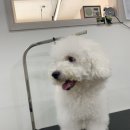 비마인 독 이미지