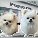 퍼피루스 | 퍼피루스 강아지 미용 후기/대전 예민한 강아지 미용 추천