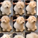 퍼피앤커피 이미지