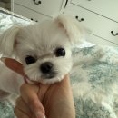 깎을건댕? 이미지