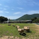 드림한우농장 이미지