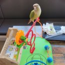 리프패럿광주 - 광산구 풍영로 43 | 리프패럿광주