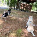 풀빛향기 | [내돈내산] 강릉 애견펜션 솔직후기 &#39;강릉 정동진풀빛향기애견펜션&#39;