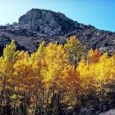 미루나무 이미지