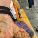 동물제중원금손이 동물병원 이미지