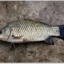 음성경보 이미지