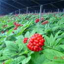 금산인삼농업협동조합 이미지