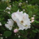 인화목장 이미지