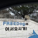 힐링독 반려견센터 | 충남 논산 애견 펜션 추천 프리독펜션 내돈내산 반려견과 함께하는 완벽한 힐링 여행