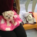 동은동물병원 이미지