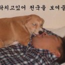 멍뭉냥냥