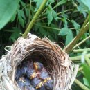 새들의 정원 이미지