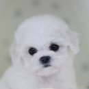 도그마루 강아지 고양이 분양 여주·원주점 이미지