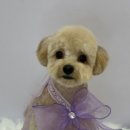 cozy24(코지) 이미지