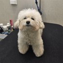 명문애견 이미지