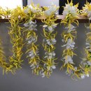 일랑일랑 이미지