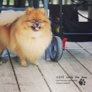 (주)반려애수 | 반려애수 8개월 그이후....