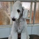 달이네 애견미용실 이미지