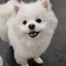 댕린이집 이미지