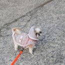 개털깍는 사랑이네 이미지