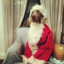 도그파파 이미지