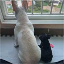 아담스펫 강아지분양 고양이분양 인천본점 | 인천에서 만난 소중한 가족, 아담스펫 고양이 분양 후기^^!