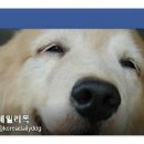 (주)알켐바이오 이미지