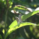 나비사랑 이미지