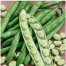 하늘누에 이미지