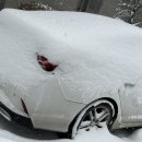 네버슬립독 이미지