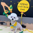 꼬마애견샵 | 청주 용암동 애견미용실 버블리독 푸숑, 푸들, 비숑 미용
