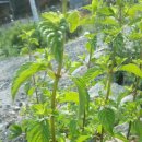 태기산아침의새소리 이미지