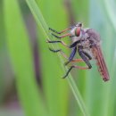 고추잠자리 이미지