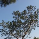 추사고택 월성위 묘앞 이미지