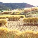 그리스도친환경 네이버블로그