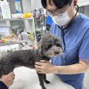 양주 센트럴 동물병원 이미지