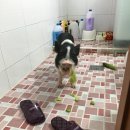 거니양돈 이미지