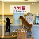 e바라기 | 카페륜 : 부산 동래 시바견 카페 ! 상주하는 귀여운 강아지 두마리, 디저트맛집 동래역 수안역 카페