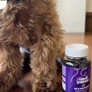 메디F | 강아지 관절 영양제 메디퍼피 액티브 F 급여 후기