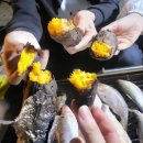 인정이네손만두김밥
