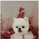 펫러버 그루밍 이미지