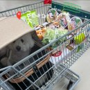 전주마트 | 전주 롯데마트맥스 송천점, 애견동반 쇼핑후기 ! 🛒