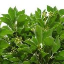 황칠사랑 이미지