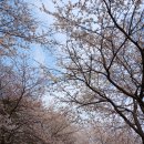 부귀리벗꽃 이미지