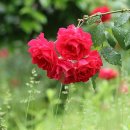 장미의거리6 이미지