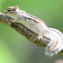 아기다람쥐 이미지