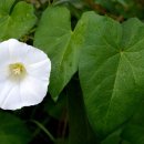 큰메꽃 [생울타리메꽃, Hedge bindweed, 칼리스테기아 세피움 (Calystegia sepium)] 이미지