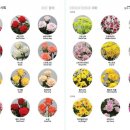 장미식품 이미지